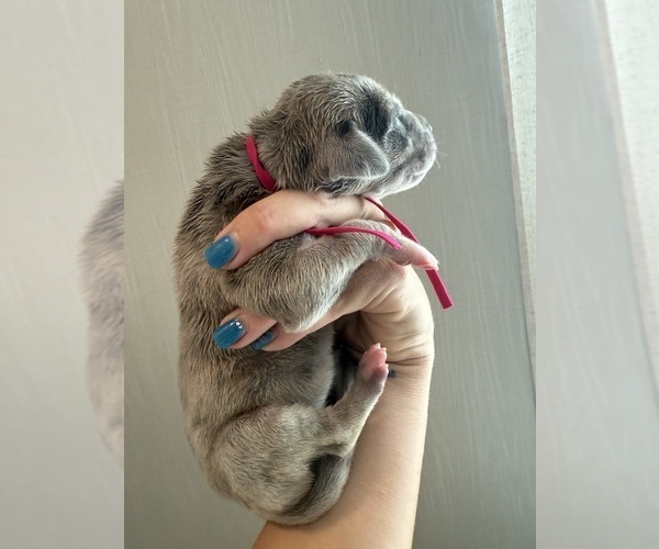 Medium Photo #39 Great Dane Puppy For Sale in HALLETTSVILLE, TX, USA