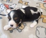 Small Photo #8 Aussalier Puppy For Sale in ATHOL, ID, USA