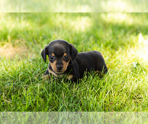Dachshund Puppy for sale in NAPPANEE, IN, USA