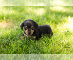 Image preview for Ad Listing. Nickname: Oscar