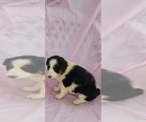 Border Collie Puppy for sale in BOWLING GREEN, KY, USA