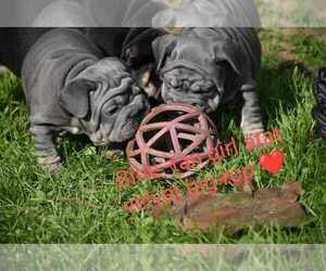 French Bulldog Puppy for sale in Siofok, Somogy, Hungary