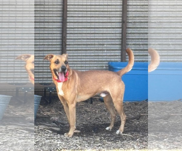 Medium Photo #4 Mutt Puppy For Sale in Rustburg, VA, USA