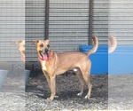 Small #3 Mutt