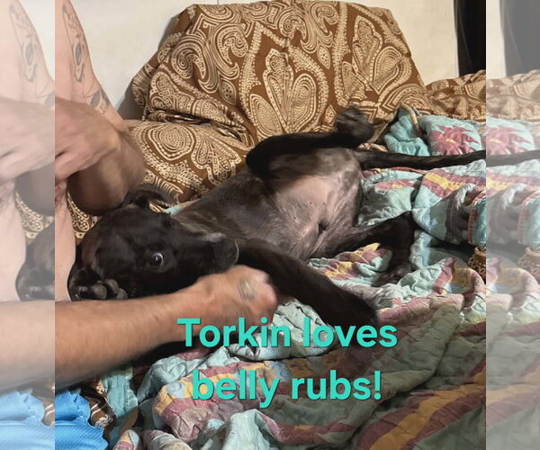 Medium Photo #4 Mountain Cur-Unknown Mix Puppy For Sale in Westwood, NJ, USA