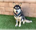 Small #1 Siberian Husky Mix