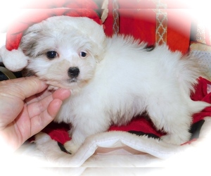 Havanese Puppy for sale in HAMMOND, IN, USA