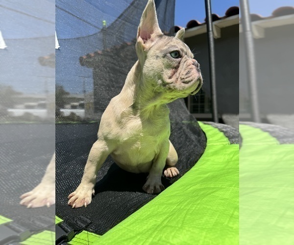 Medium Photo #17 French Bulldog Puppy For Sale in NORWALK, CA, USA