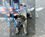 Small #2 Mutt