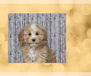 Maltese-Poodle (Toy) Mix Puppy for sale in PHILADELPHIA, PA, USA