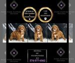 Small Photo #112 Poodle (Miniature) Puppy For Sale in WARSAW, IN, USA