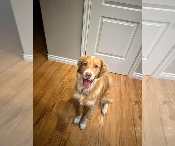 Medium Photo #1 Golden Retriever-Unknown Mix Puppy For Sale in Anchorage, AK, USA