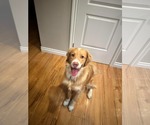 Moe - Male Golden Retriever-Unknown Mix Dog for Adoption - Small photo