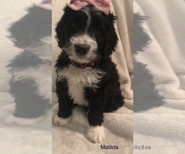 Medium Photo #11 Bernedoodle Puppy For Sale in MIAMISBURG, OH, USA