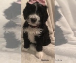Small #10 Bernedoodle