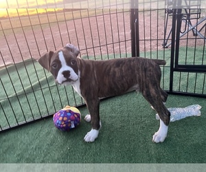 Boxer Puppy for Sale in FORT WORTH, Texas USA