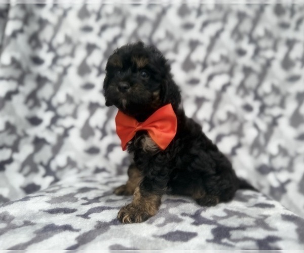 Medium Photo #7 Cavapoo (Miniature) Puppy For Sale in LAKELAND, FL, USA