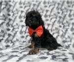 Small #6 Cavapoo (Miniature)