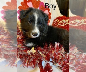 Border-Aussie Puppy for sale in ARMADA, MI, USA