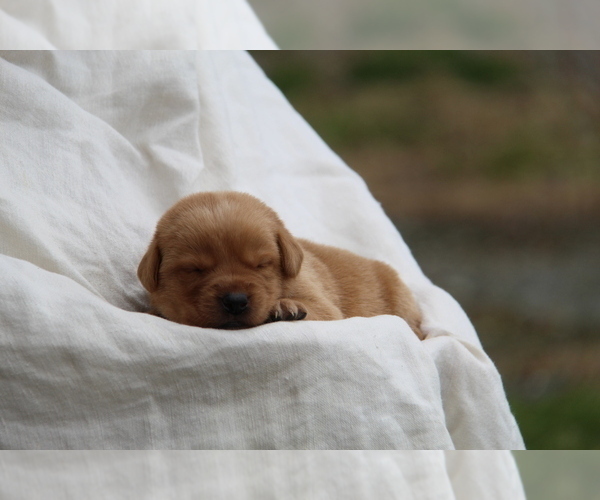 Medium Photo #56 Labrador Retriever Puppy For Sale in HYDE PARK, VT, USA