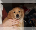 Small Photo #19 Golden Retriever Puppy For Sale in SPENCER, TN, USA
