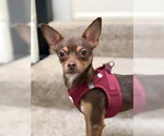 Small Photo #2 Chihuahua Puppy For Sale in Fremont, CA, USA