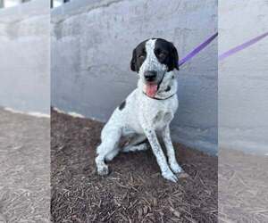 Retriever -Unknown Mix Dogs for adoption in Greenville, SC, USA