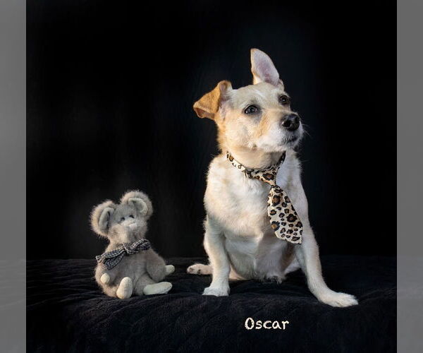 Medium Photo #2 Mutt Puppy For Sale in Hot Springs Village, AR, USA