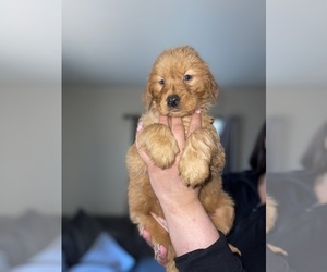 Golden Retriever Puppy for sale in BEAUMONT, CA, USA