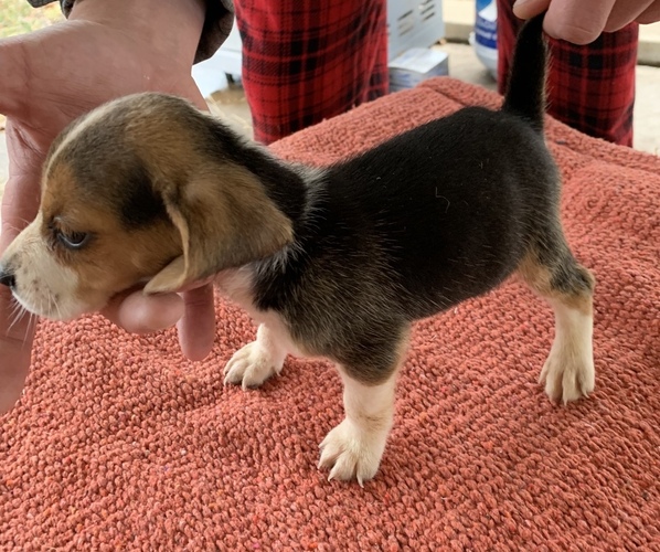 Medium Photo #3 Beagle Puppy For Sale in ANNISTON, AL, USA
