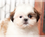 Small #2 Shih Tzu