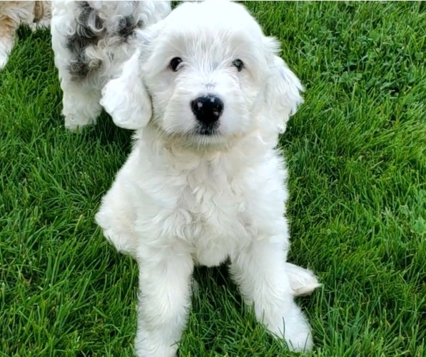 Medium Photo #12 Bernedoodle (Miniature) Puppy For Sale in LEETONIA, OH, USA