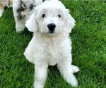 Small #11 Bernedoodle (Miniature)