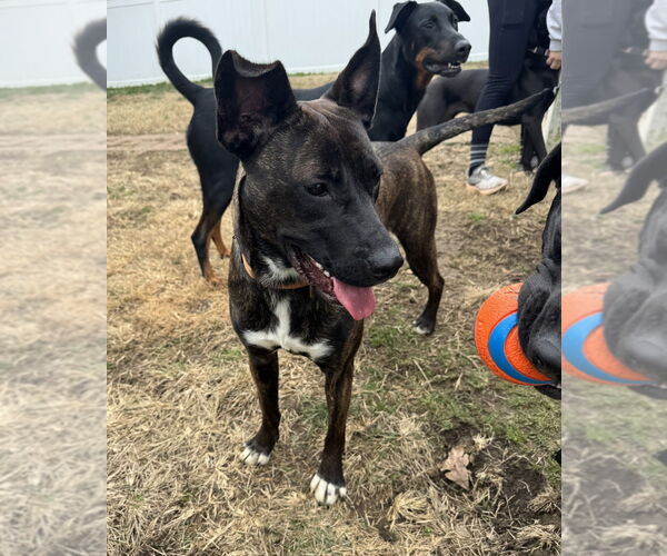 Medium Photo #4 Mutt Puppy For Sale in Evansville, IN, USA