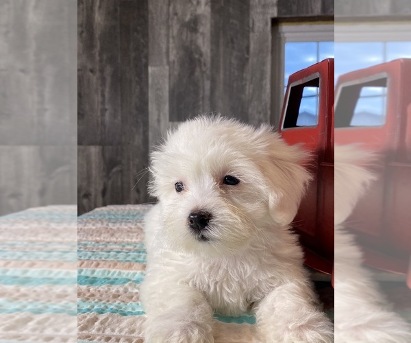 Medium Photo #5 Havaton Puppy For Sale in CANOGA, NY, USA