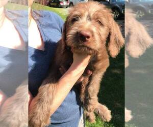 Labradoodle Puppy for sale in BERKELEY SPGS, WV, USA