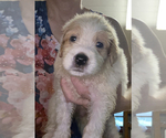 Small #2 Great Pyrenees-Pyredoodle Mix
