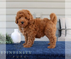 Goldendoodle (Miniature) Puppy for sale in EPHRATA, PA, USA