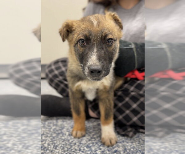 Medium Photo #2 Mutt Puppy For Sale in Bemidji, MN, USA