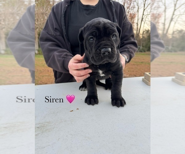 Medium Photo #31 Cane Corso Puppy For Sale in COLONIAL HEIGHTS, VA, USA