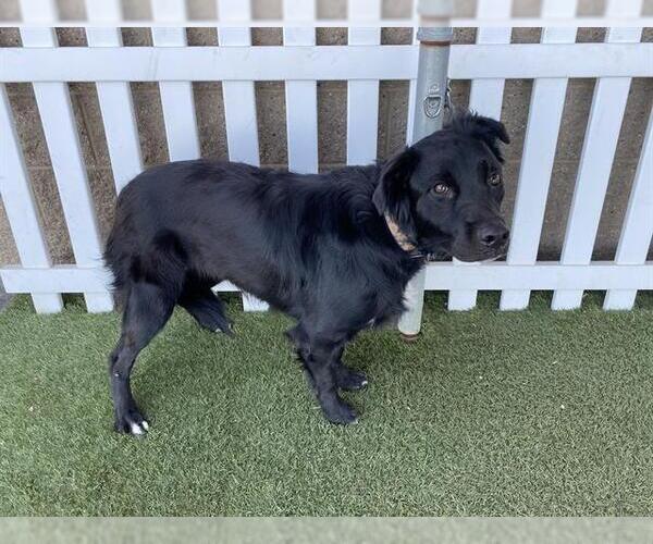 Medium Photo #1 Border Collie-Unknown Mix Puppy For Sale in Modesto, CA, USA