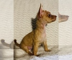 Small Photo #11 Chorkie Puppy For Sale in LA SIERRA, CA, USA