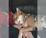 Small #8 Shiba Inu-Siberian Husky Mix