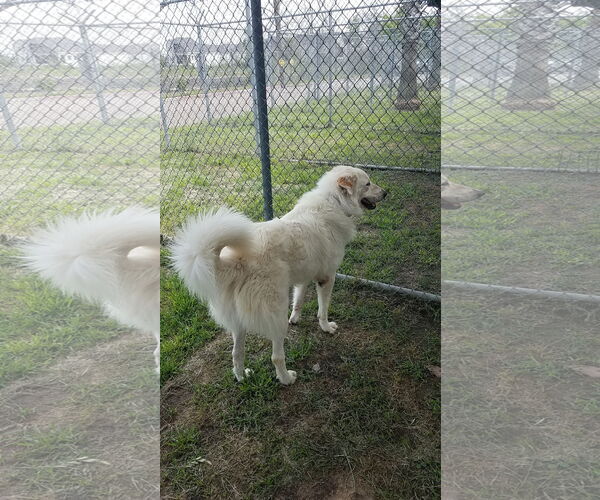 Medium Photo #10 Great Pyrenees-Unknown Mix Puppy For Sale in Houston, TX, USA