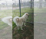 Small #9 Great Pyrenees Mix