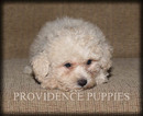 Small Photo #14 Poodle (Miniature) Puppy For Sale in COPPOCK, IA, USA