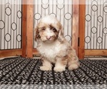Image preview for Ad Listing. Nickname: Litter of 2