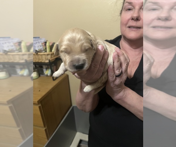Medium Photo #6 Golden Retriever Puppy For Sale in PEORIA, AZ, USA