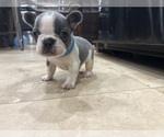Small #4 French Bulldog
