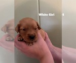 Small #8 Golden Retriever